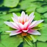 Vibrant pink water lily blooming gracefully on a lush green pond.