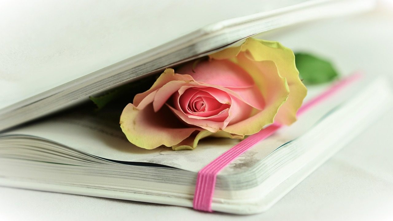 rose, rose flower, a book, poetry, white, pink, tender, souvenir, romantic, memory, close up